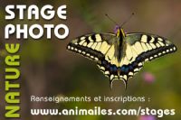 Stage Photo Nature Monts du Lyonnais. Le dimanche 26 avril 2015 à Yzeron. Rhone.  09H00